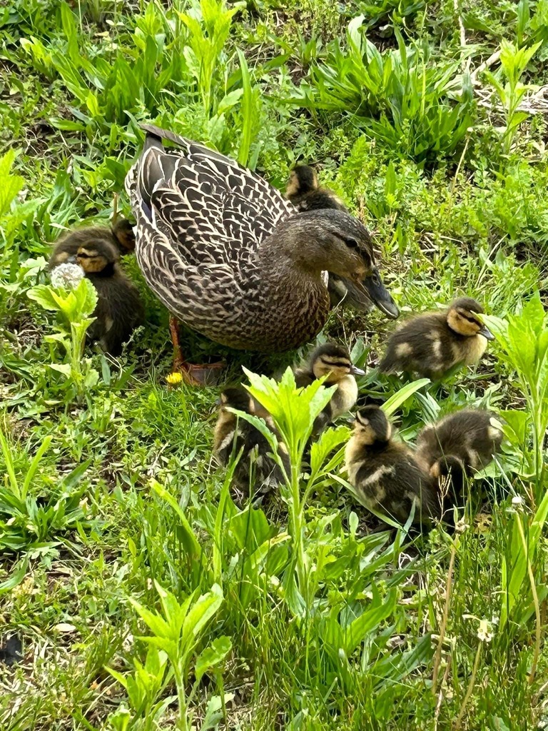 Ducks