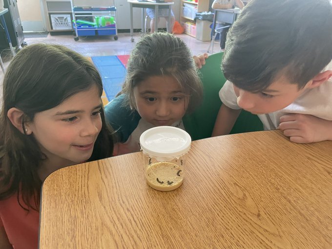 Exploring and making real-life connections in our classrooms! Our 2nd graders watched their caterpillars grow and change before their eyes! #JustFocusonGrowing